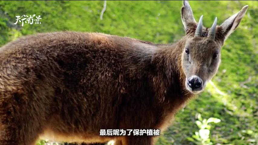 新澳2025今晚開(kāi)獎(jiǎng)資料四不像解析，新澳2025今晚開(kāi)獎(jiǎng)資料深度解析與四不像揭秘