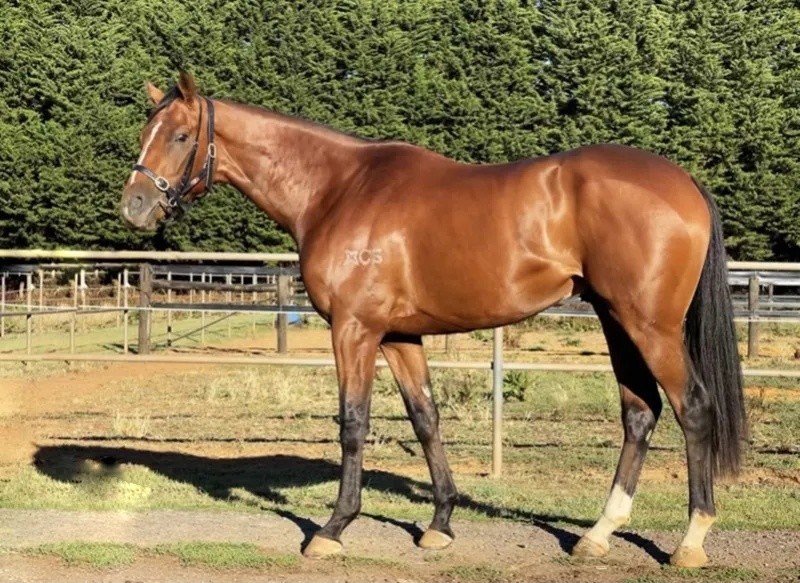 澳門今晚開特馬四不像圖——深度解讀澳門賽馬文化，澳門賽馬文化深度解讀，特馬四不像圖揭示澳門賽馬之夜