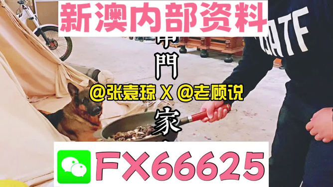 新澳門精準資料大全——管家婆料的探索之旅，澳門管家婆料探索之旅，揭秘精準資料大全