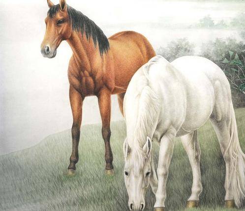 奧門(mén)今晚特馬四不像生肖圖的神秘面紗，揭秘澳門(mén)今晚特馬四不像生肖圖的神秘面紗